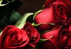 К чему снятся розы: все толкования сна о королевском цветке